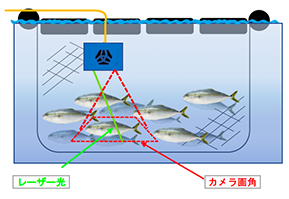 魚体計測システム(マニュアル式) 計測イメージ
