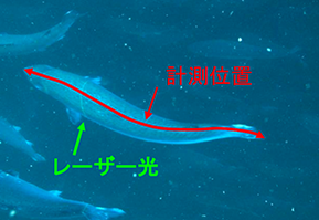 魚体計測システム(マニュアル式)