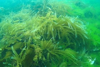 天然礁-マコンブ(1年目)の繁茂