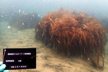  函館市（南茅部漁場 3年経過）